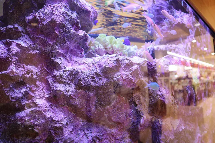 メディカルモール内水槽