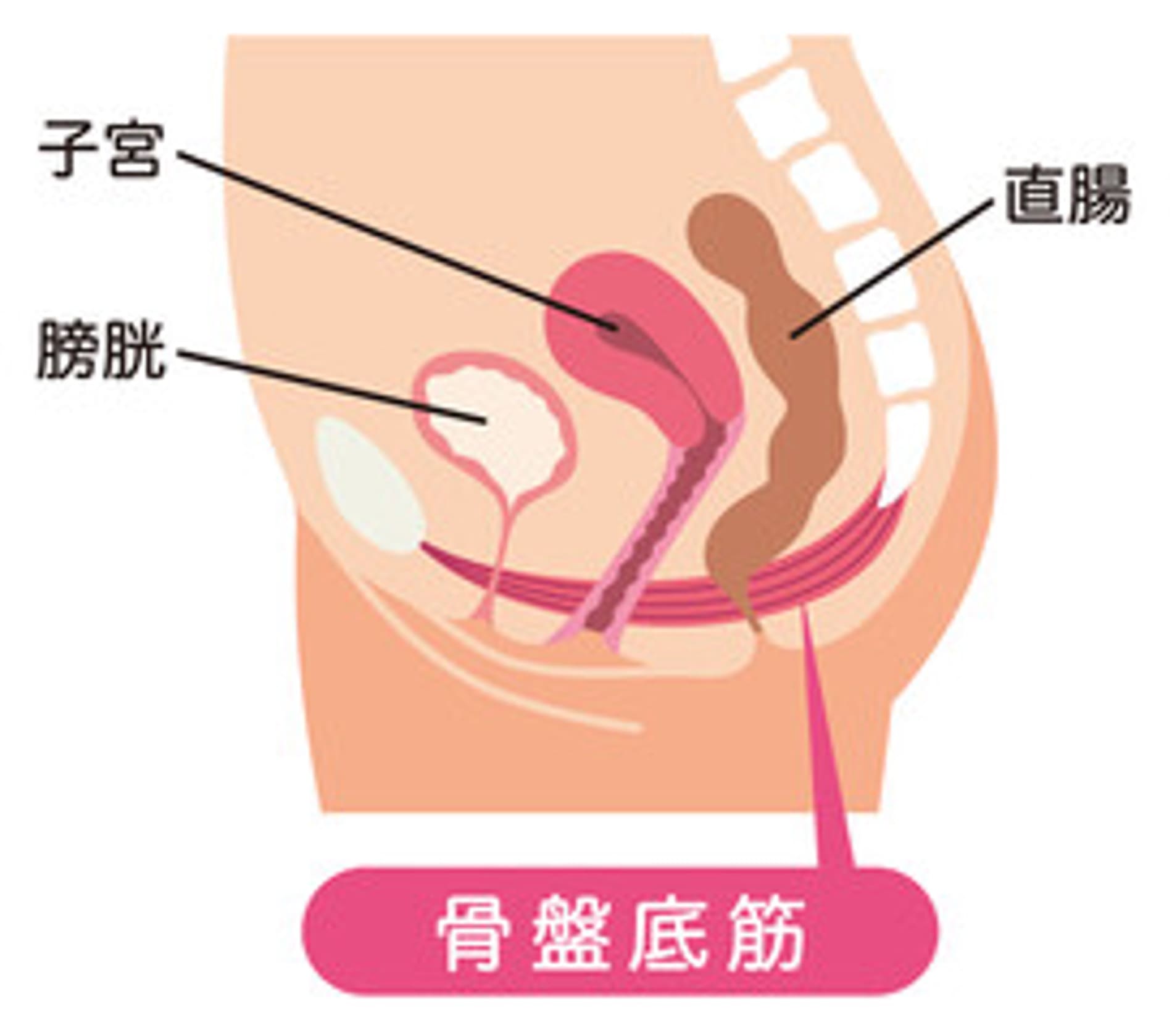 骨盤底筋の図