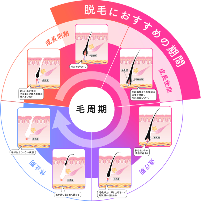 脱毛におすすめの期間の毛周期の図。成長前期〜成長後期が脱毛におすすめの期間。